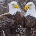 Where eagles flirt: A DC tale of love